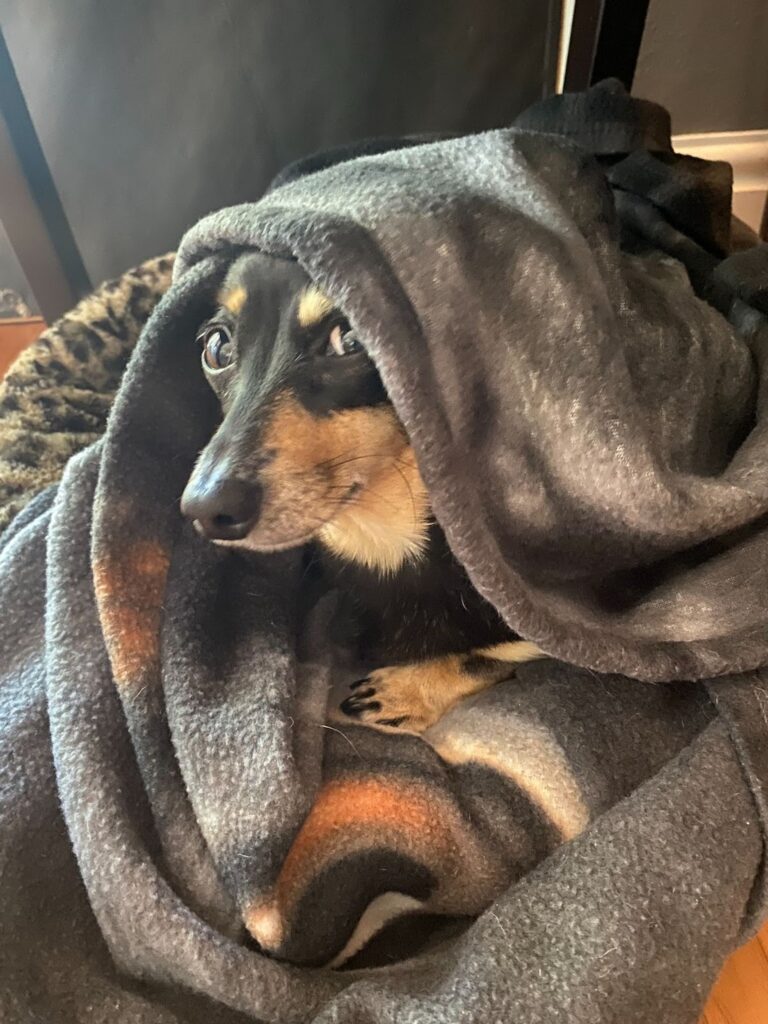 A current Heidi gives “side eye” while cozying up in a blanket.