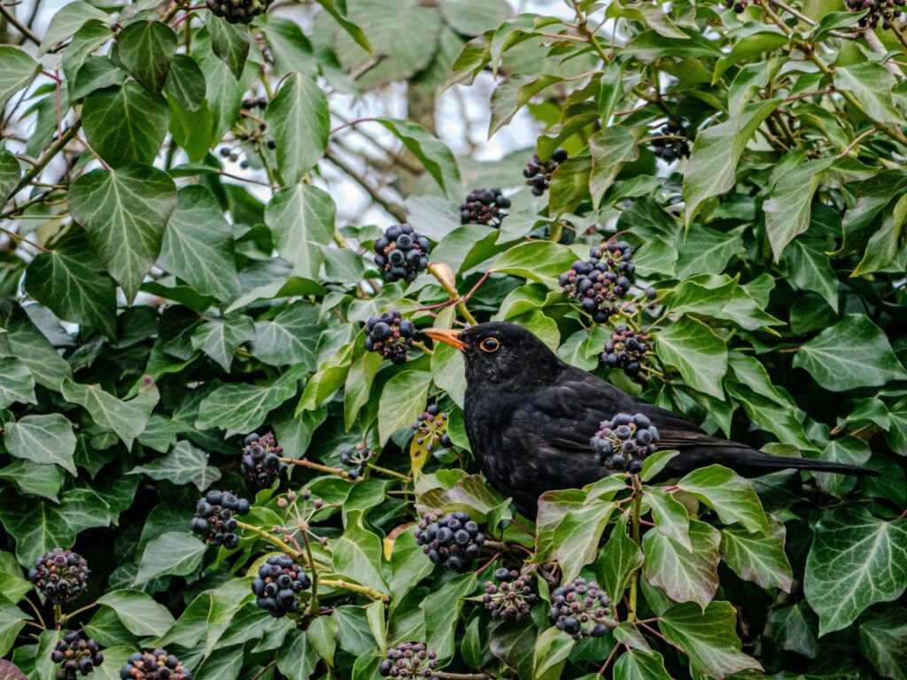 A black bird, with a bright orange beak and ring around its ebony eyes, sits nestled in a thorny bush of dark-colored berries.