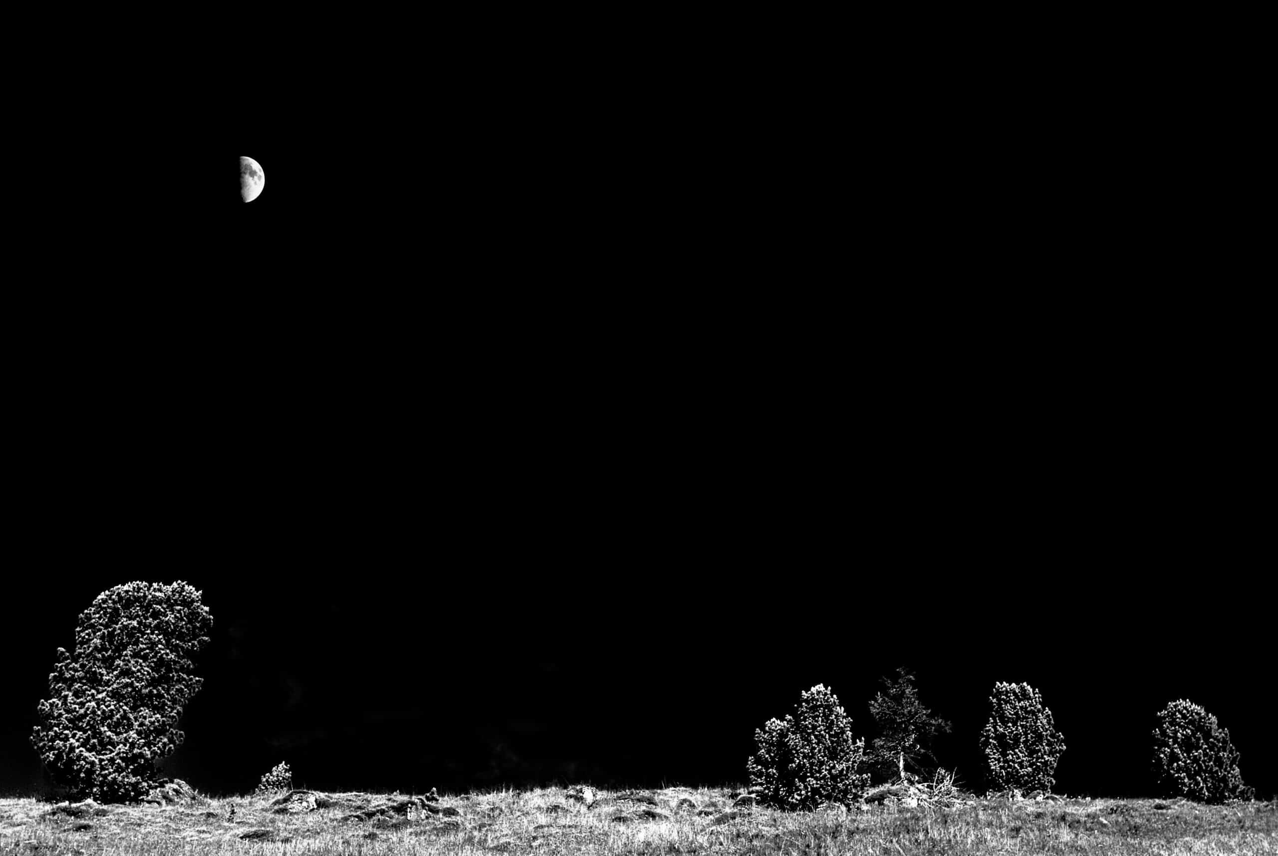 Peonies and Moon Trees