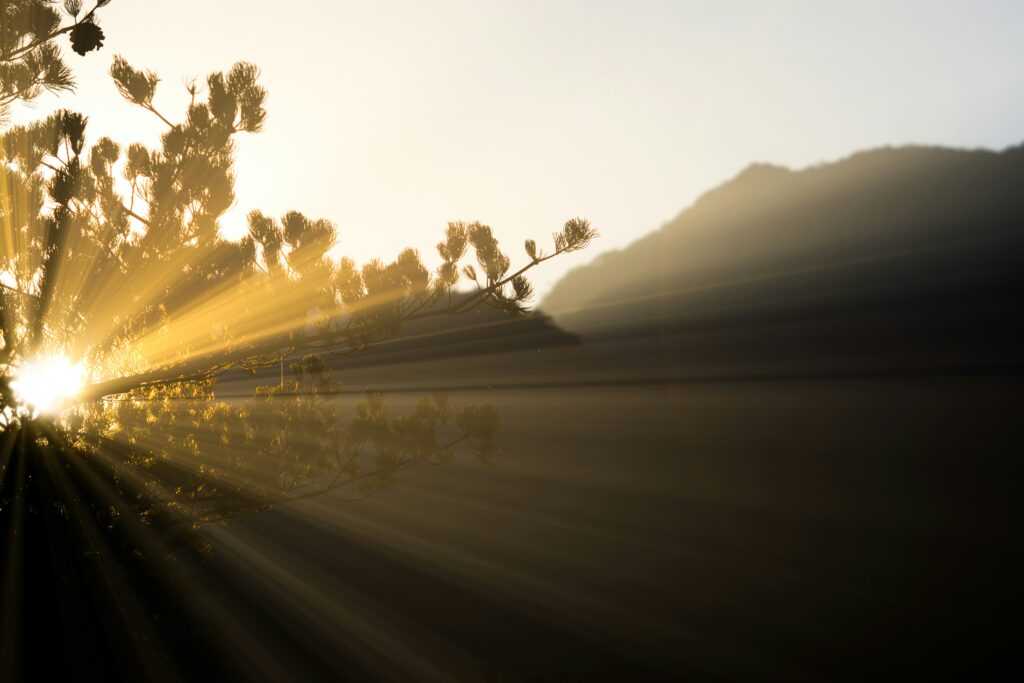 Image of the sun shining through tree branches. In the background, mountains rise.