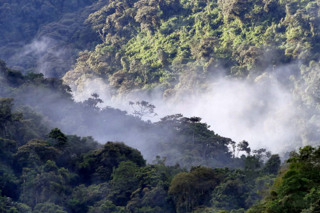 A view of the Intag Cloud Forest.