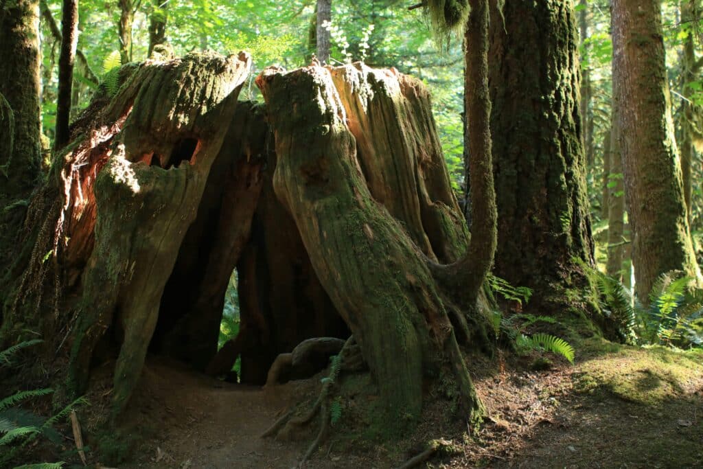 Tree branches and trunks forming a hollow in the forest