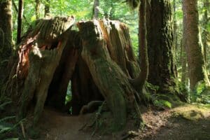 Tree branches and trunks forming a hollow in the forest