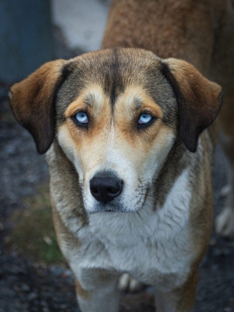 Dog with the saddest face saying “Oops, sorry!” with unturned eyes and downturned ears.