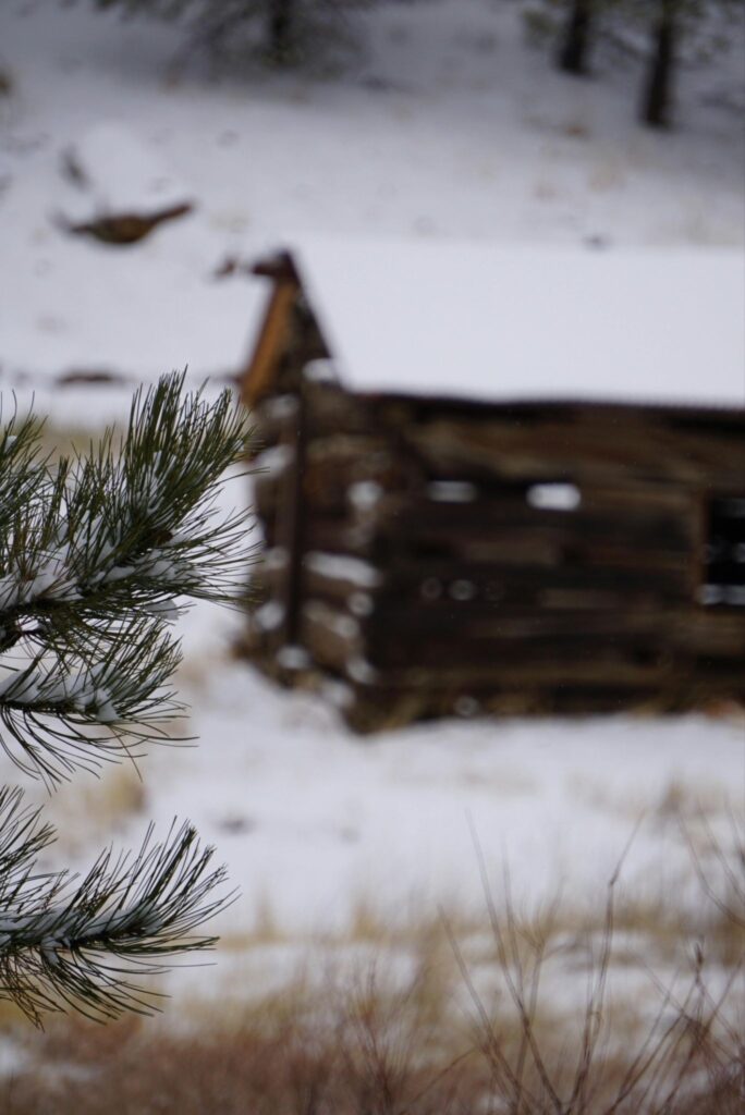 An old-fashioned log cabin sits, out-of-focus, in the background. The ground is covered in snow and pine trees.