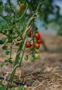 A tomato vine flourishing with budding tomatoes.
