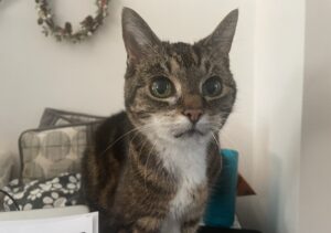 The author’s cat Lacey facing towards the camera, taken March 2025.