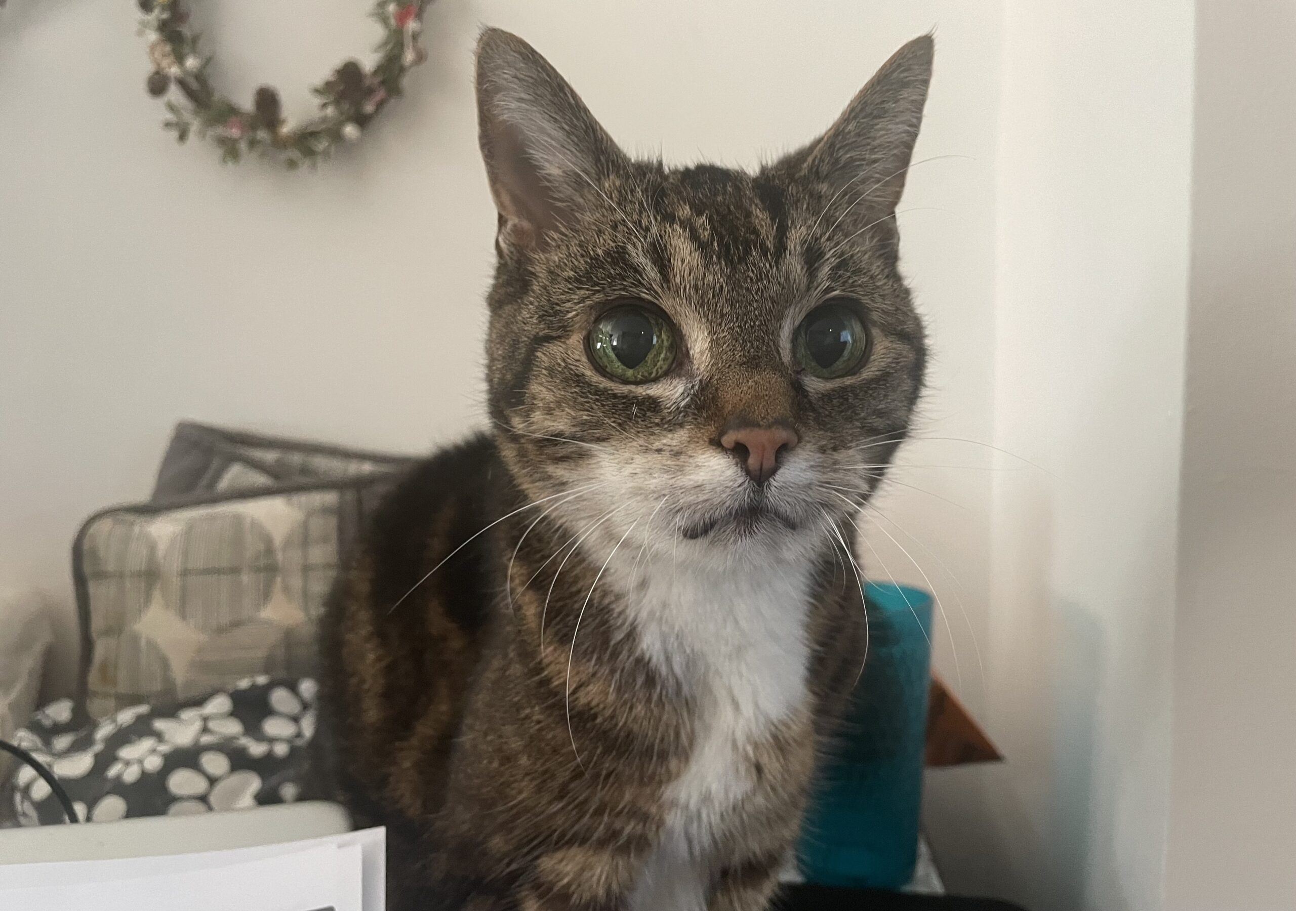 Pet Getting Older — So Am I