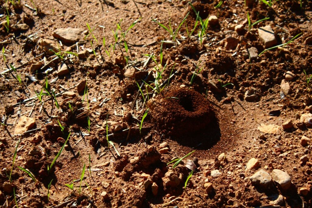 Image of an ant hill with grass that surrounds it.