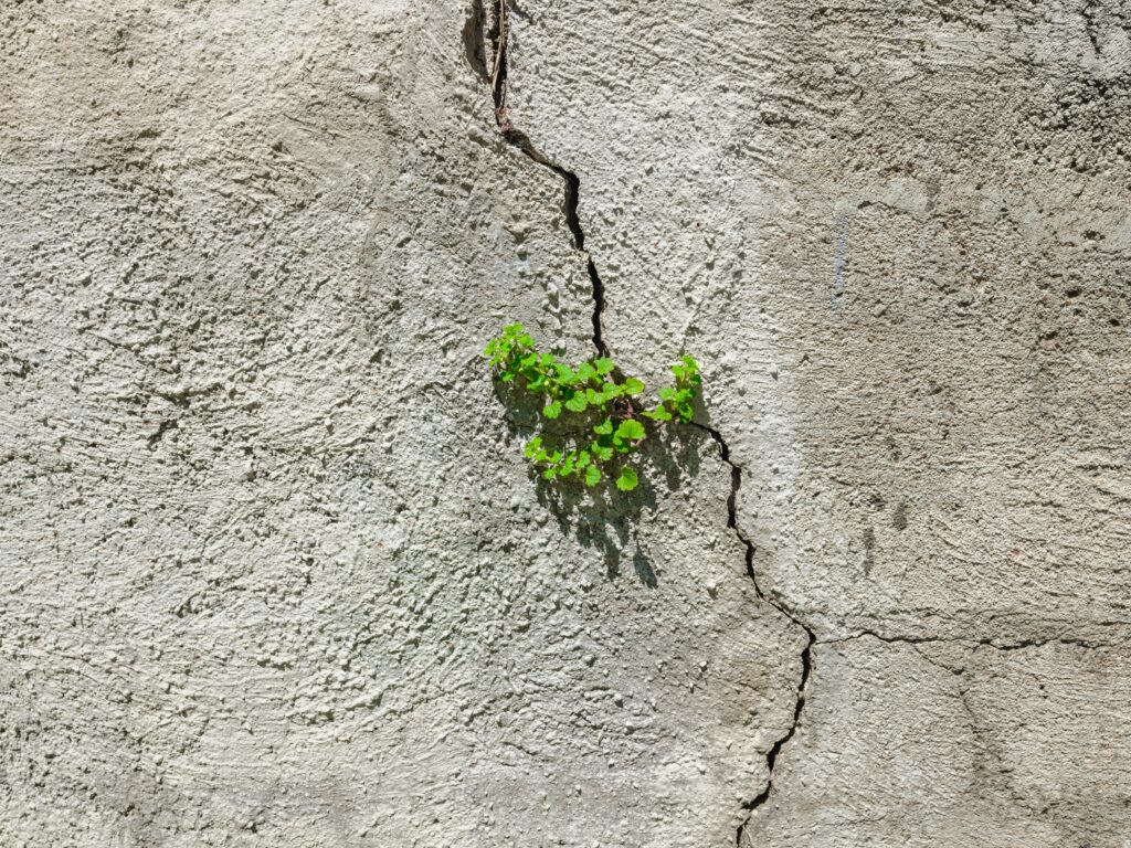 Image of a plant growing through the cracks of parched soil.