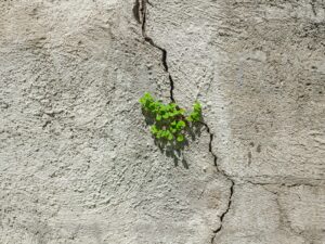 Image of a plant growing through the cracks of parched soil.