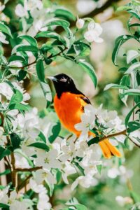 A male oriole, framed by white flowers.