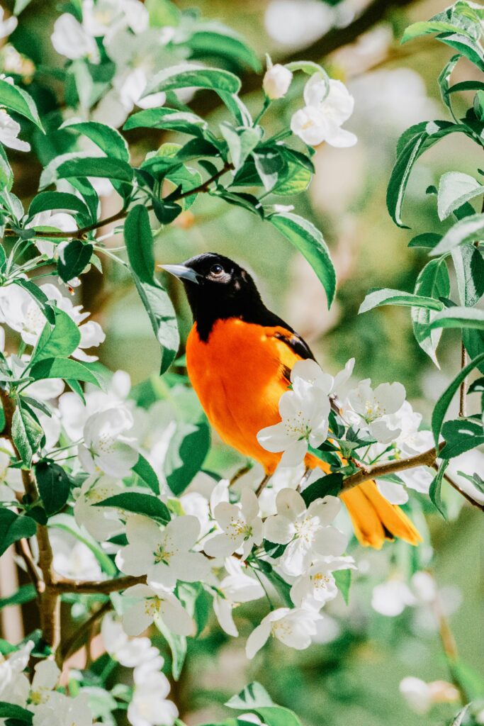 A male oriole, framed by white flowers.